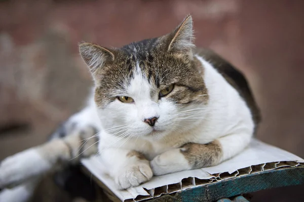 Bankta Yatan Sevimli Evsiz Bir Kedinin Portresi — Stok fotoğraf