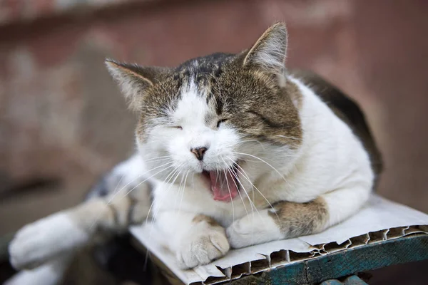 一只可爱的猫躺在长椅上 在街上打呵欠 — 图库照片