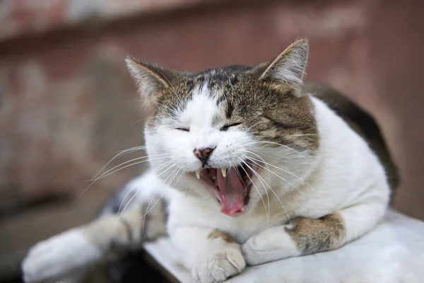 Eine Süße Katze Liegt Auf Einer Bank Und Gähnt Auf — Stockfoto