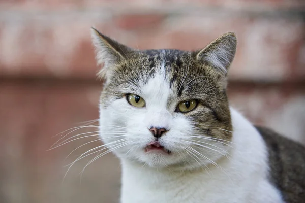 一只嘴开在石墙后面的可爱的无家可归的猫的画像 有选择的焦点 — 图库照片