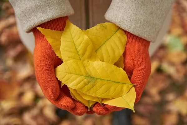 Girl\'s hands in orange gloves with a bunch of yellow leaves, autumn concept.