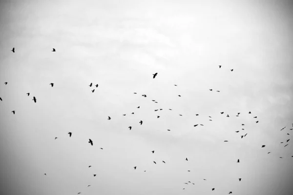 Silhouetten Einer Herde Vögel Gegen Einen Grauen Himmel — Stockfoto