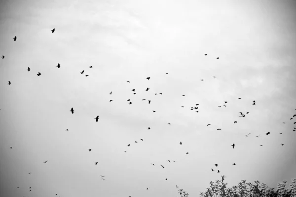 Силуети Зграй Птахів Сірому Небі — стокове фото