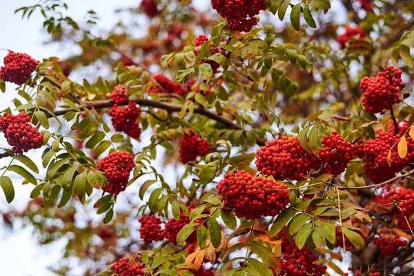 Rode Rijpe Zwanenbessen Boom Herfst — Stockfoto