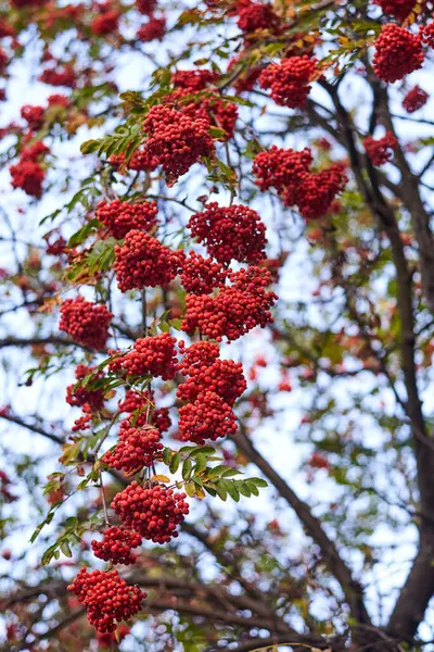 秋天树上的红色成熟的越橘 — 图库照片