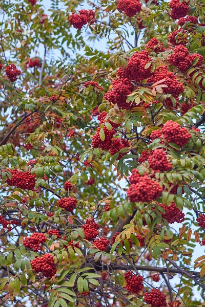 秋天树上的红色成熟的越橘 — 图库照片