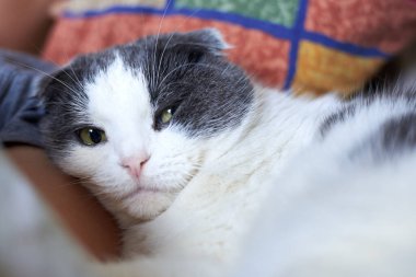 Yatakta sahibinin yanında yatan komik, ciddi kedi..