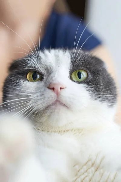 Retrato Gato Engraçado Bonito Dobra Com Olhos Bem Abertos — Fotografia de Stock