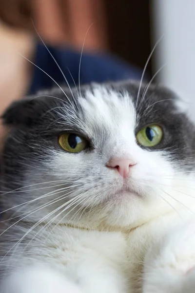 Retrato Gato Engraçado Bonito Dobra Com Olhos Bem Abertos — Fotografia de Stock