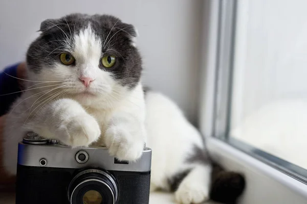 Serious Gato Dobra Senta Perto Uma Câmera Vintage Fundo Leve — Fotografia de Stock