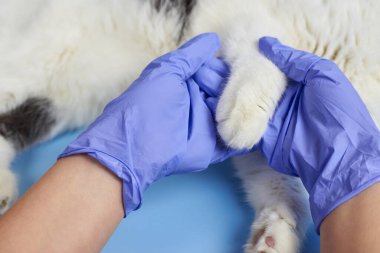 Tıbbi eldivenli veteriner bir kedinin pençesini tutuyor, evcil hayvanları tedavi ediyor..