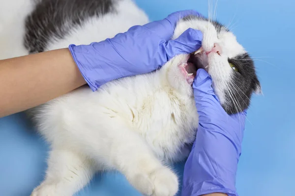 Ein Tierarzt Medizinischen Handschuhen Überprüft Die Zähne Einer Erwachsenen Katze — Stockfoto