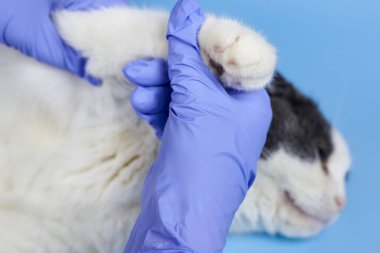 Tıbbi eldivenli veteriner bir kedinin patisini kontrol ediyor, evcil hayvanları tedavi ediyor..