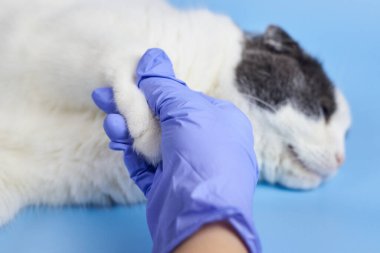 Tıbbi eldivenli veteriner bir kedinin pençesini tutuyor, evcil hayvanları tedavi ediyor..