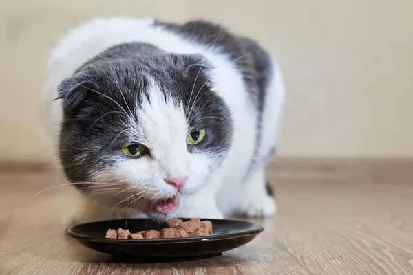 Cute funny cat eats wet food from his plate, taking care of pets.