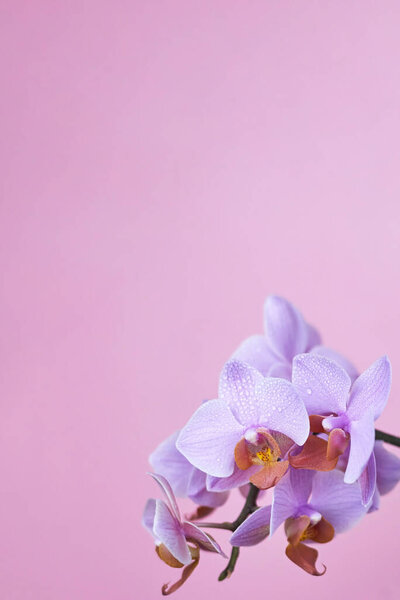 Pale purple beautiful orchid with water drops on a pink background, copy space, close-up.