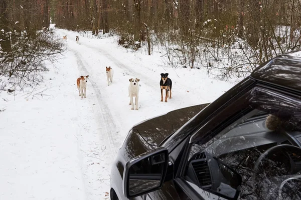 Bando Cães Sem Teto Estrada Floresta Inverno Problema Dos Animais — Fotografia de Stock