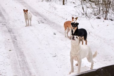 Kışın ormanda yollara düşmüş evsiz bir köpek sürüsü. Evsiz hayvan sorunu..