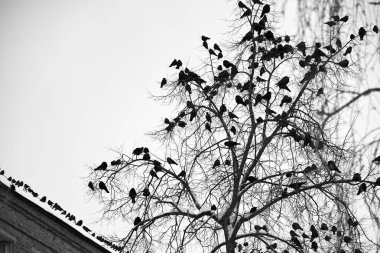 A flock of jackdaws sits on a tree near an abandoned house in winter. clipart