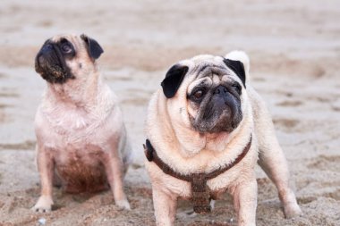 Güneşin doğuşunda kumlu bir sahilde yürüyen iki sevimli köpek..