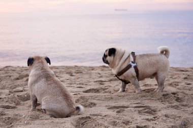 Güneşin doğuşuyla birlikte deniz kenarında kumlu bir sahilde yürüyen iki sevimli köpek..