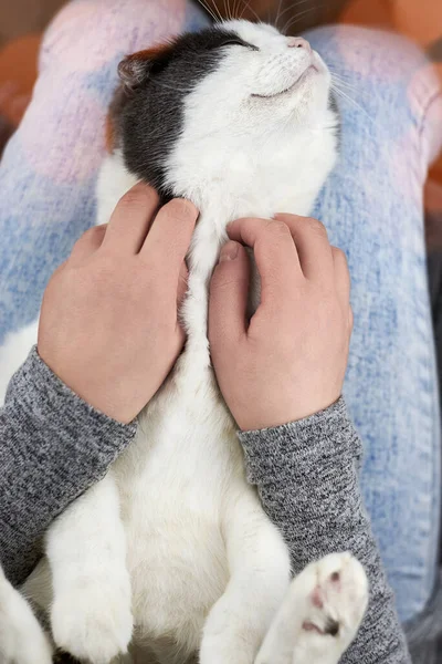 Mujer Acariciando Gato Que Yace Regazo Tema Amistad Con Las — Foto de Stock