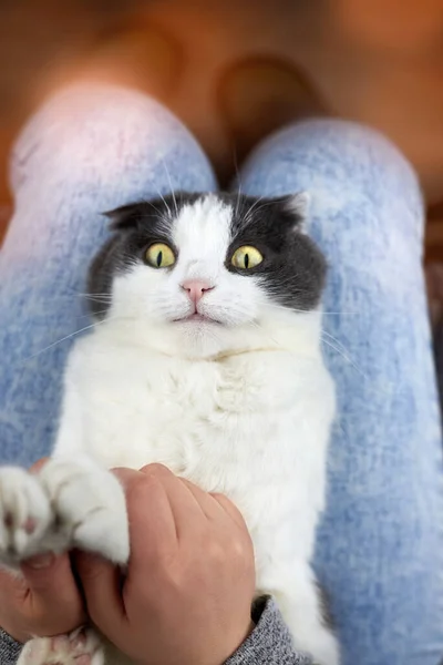 Eine Frau Hält Die Pfoten Ihrer Katze Die Auf Ihrem — Stockfoto