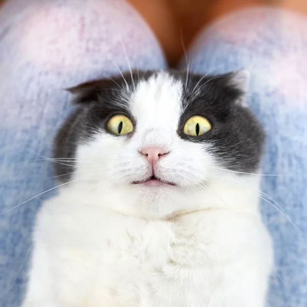 Porträt Einer Lustigen Süßen Faltkatze Mit Weit Aufgerissenen Augen — Stockfoto