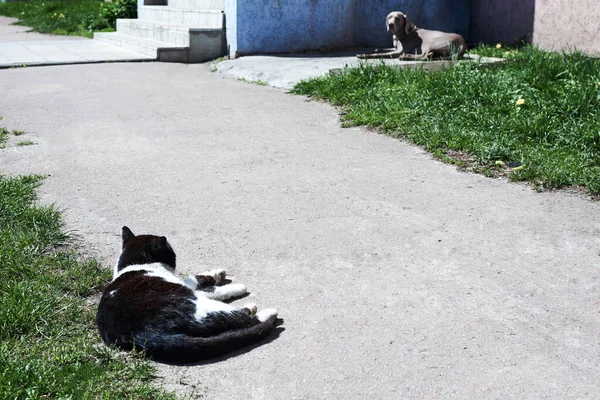 Gato Observa Perro Con Una Correa Una Calle Ciudad Verano — Foto de Stock