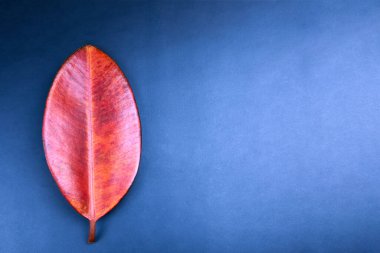 Mavi arkaplanda kırmızı yaprak, minimalizm konsepti, kopyalama alanı.