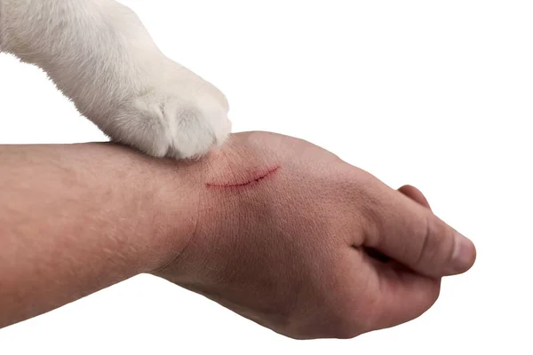 Scratch Mans Hand Gjord Katt Katt Tass Hand Ägare Närbild — Stockfoto