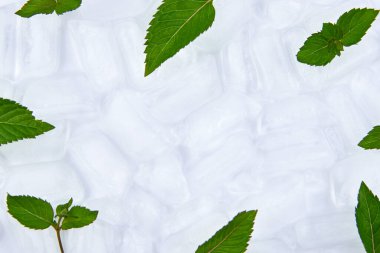 Taze nane yaprakları buz küplerinin üzerinde duruyor, kopyalama alanı.