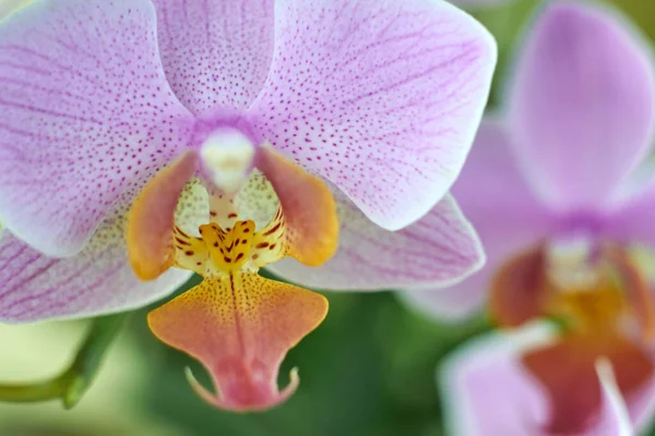 Ροζ Όμορφη Ορχιδέα Λουλούδια Φαλαινόψις Floral Φόντο Μακροεντολή — Φωτογραφία Αρχείου