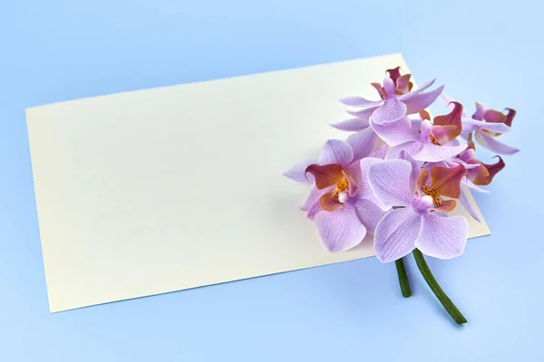 Papel Blanco Con Orquídeas Sobre Fondo Azul Espacio Para Copiar —  Fotos de Stock