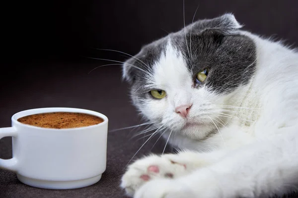 Eine Niedliche Faltohrkatze Liegt Neben Einer Tasse Kaffee Stockfoto