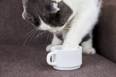 Komik sarkık kulaklı kedi patisini bir fincan kahveye koydu..