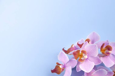 Mavi arkaplanda mor orkide çiçekleri, boşluğu kopyala.