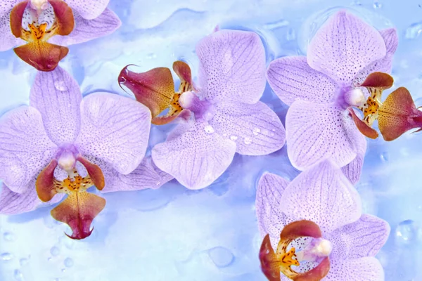 Orchid Flowers Drops Floating Water Backdrop — Stock Photo, Image