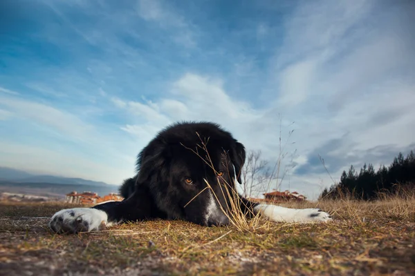 Photo Cute Dog Nature Pet Concept — Fotografia de Stock