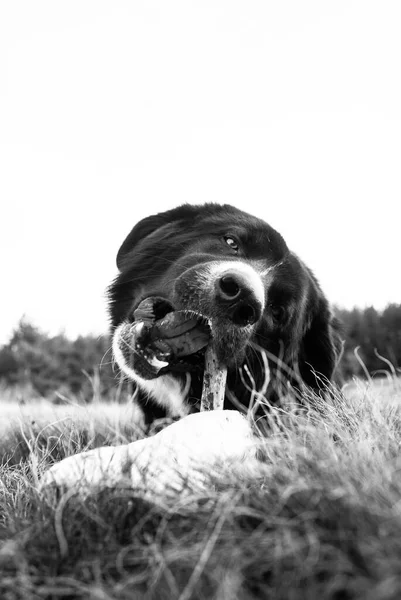 Фото Симпатичной Собаки Природе Концепция Домашних Животных — стоковое фото