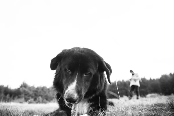 Foto Söt Hund Naturen Husdjur Koncept — Stockfoto