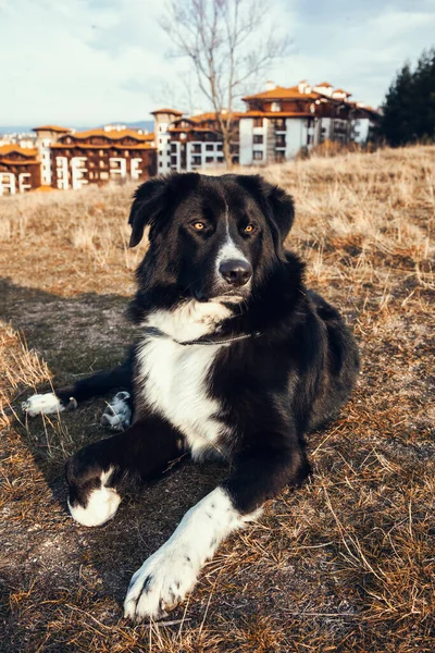 Photo Cute Dog Nature Pet Concept — Fotografia de Stock