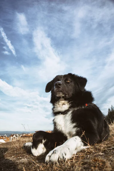 Photo Cute Dog Nature Pet Concept — Fotografia de Stock