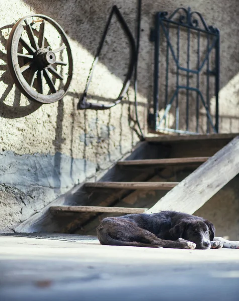 Small Lonely Puppy Sleeping Yard Old House Village — Stock Photo, Image