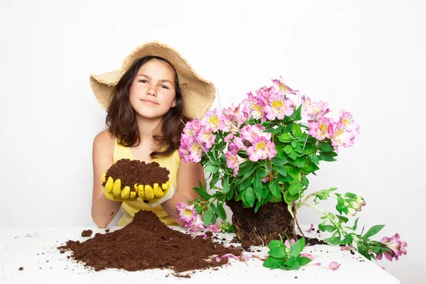 Teenager Planting Alstroemeria Flowers Pot Home — Stock Photo, Image