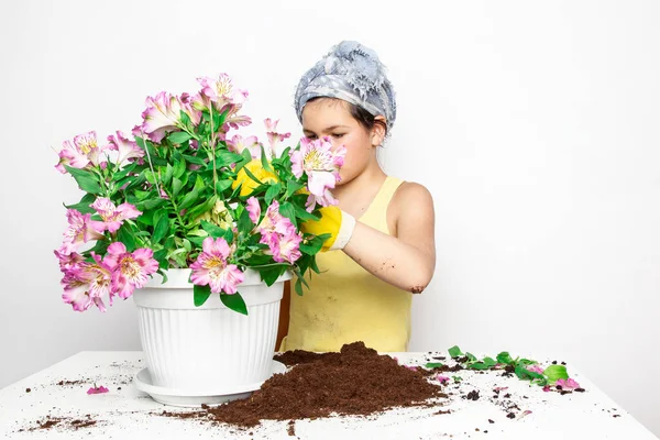 Adolescente Plantando Flores Alstroemeria Maceta Casa — Foto de Stock