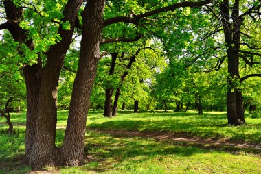 Yaz günü oak Grove