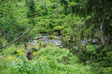 Yeşil bir ormanda gizlenmiş bir dağ deresi.