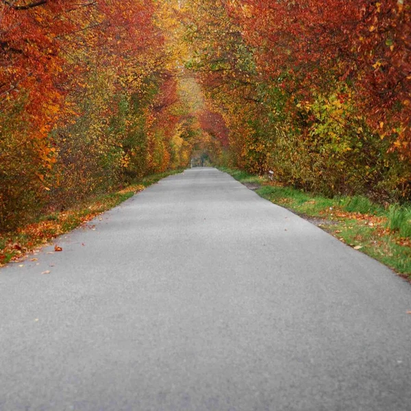 Road in the autumn forest. Red leaves of trees. Autumn road