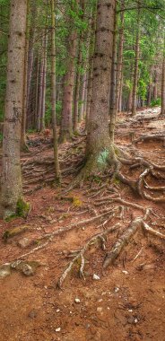 Burada, ormanda. Güzel doğa manzarası.